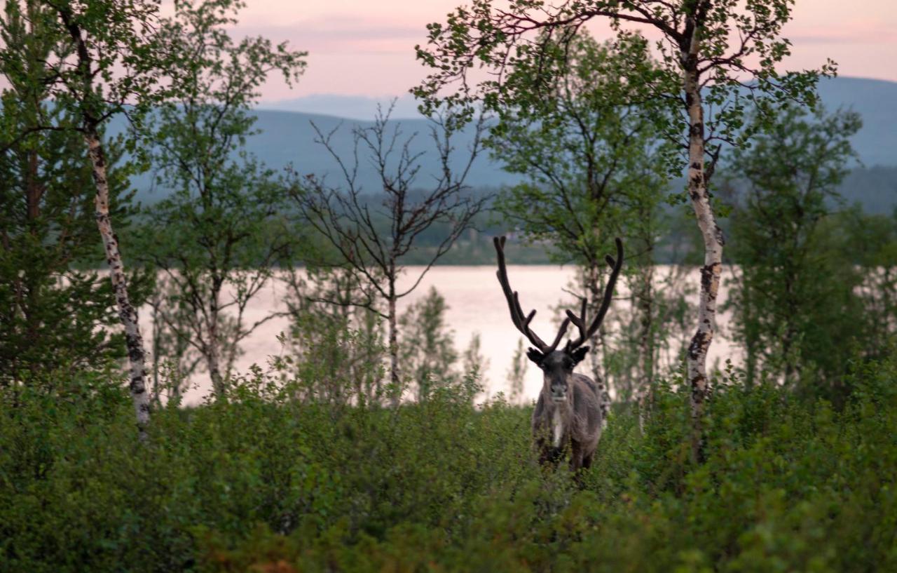 Arctic Gourmet Cabin Kiruna Εξωτερικό φωτογραφία